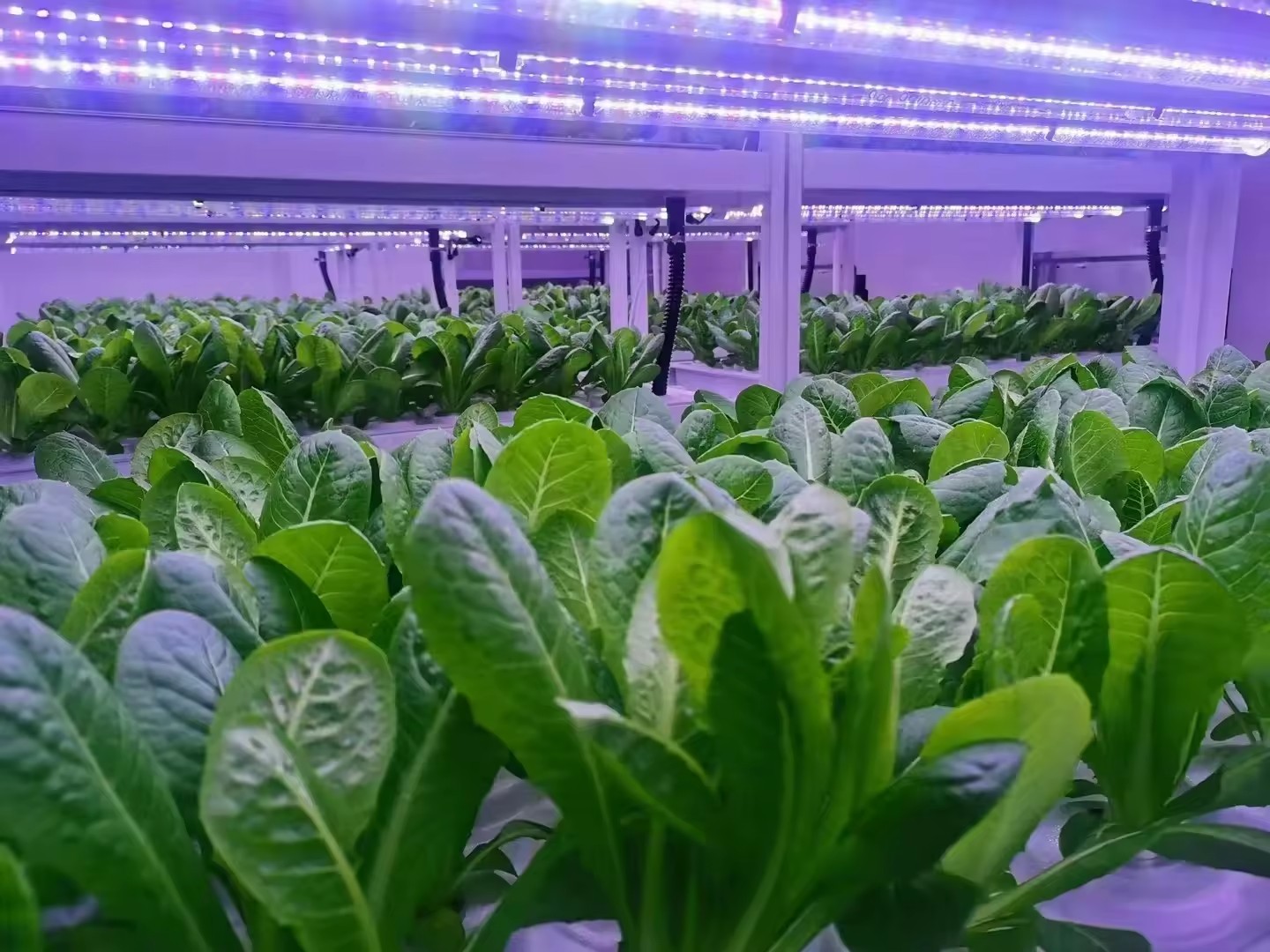 f Greenhouse Agricultural Equi - Farming Agriculture Equipment 评论和价格