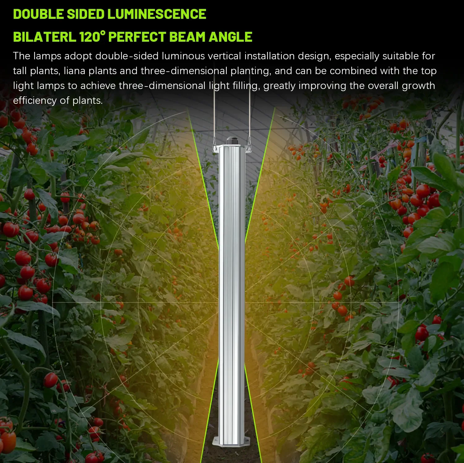 Best ETL Listed Plant Green Wa - Agriculture Tomato Farming 评论和价格